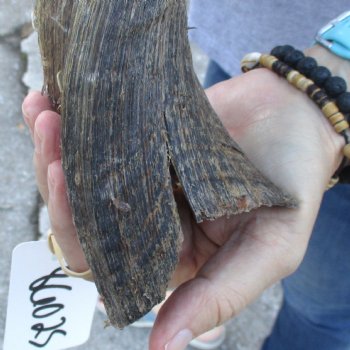 B-Grade Kudu horn for sale measuring 31 inches, for $40