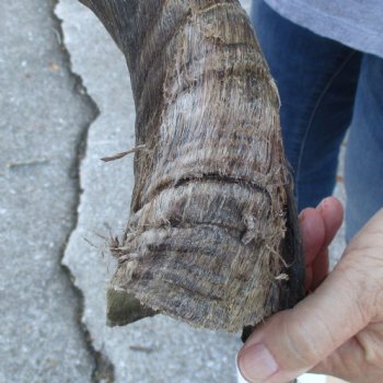 B-Grade Kudu horn for sale measuring 31 inches, for $40