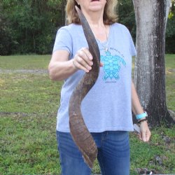 B-Grade Kudu horn f...