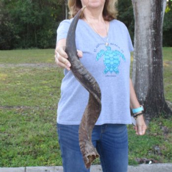 B-Grade Kudu horn for sale measuring 31 inches, for $40