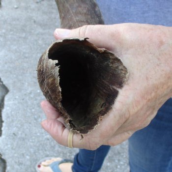 B-Grade Kudu horn for sale measuring 31 inches, for $40