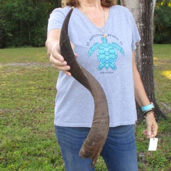 B-Grade Kudu horn for sale measuring 25 inches, for $33