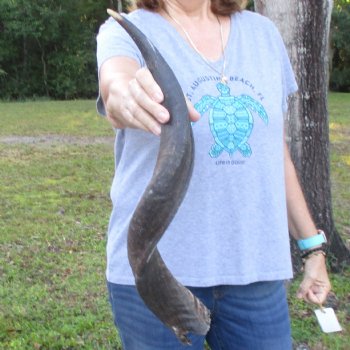 B-Grade Kudu horn for sale measuring 25 inches, for $33