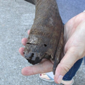 B-Grade Kudu horn for sale measuring 25 inches, for $33