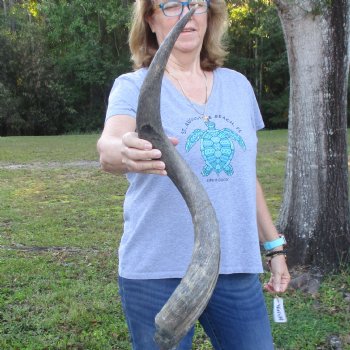B-Grade Kudu horn for sale measuring 31 inches, for $40