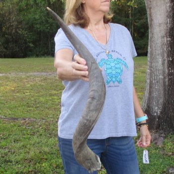 B-Grade Kudu horn for sale measuring 31 inches, for $40