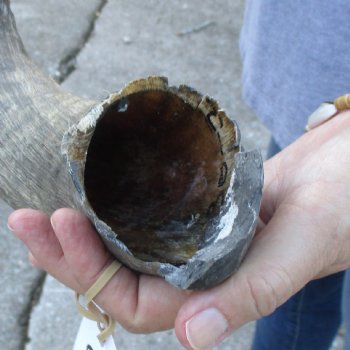 B-Grade Kudu horn for sale measuring 31 inches, for $40