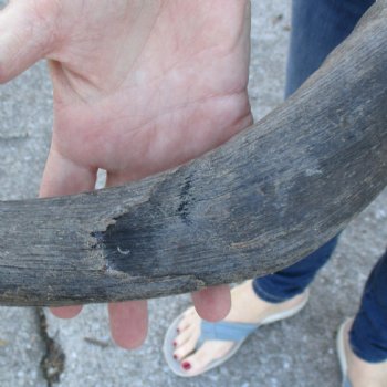 B-Grade Kudu horn for sale measuring 31 inches, for $40
