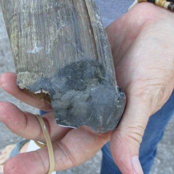 B-Grade Kudu horn for sale measuring 31 inches, for $40