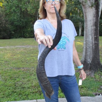 B-Grade Kudu horn for sale measuring 30 inches, for $40