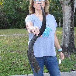 B-Grade Kudu horn f...