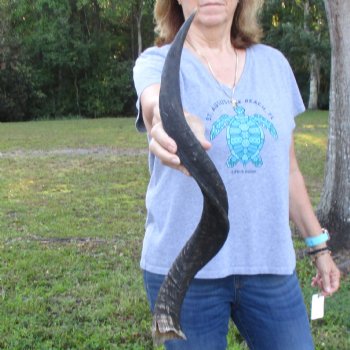 B-Grade Kudu horn for sale measuring 30 inches, for $40