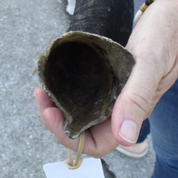 B-Grade Kudu horn for sale measuring 30 inches, for $40