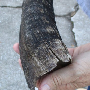 B-Grade Kudu horn for sale measuring 30 inches, for $40