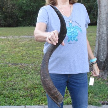 B-Grade Kudu horn for sale measuring 33 inches, for $40