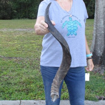 B-Grade Kudu horn for sale measuring 33 inches, for $40