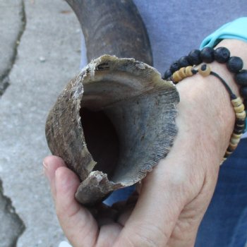 B-Grade Kudu horn for sale measuring 33 inches, for $40