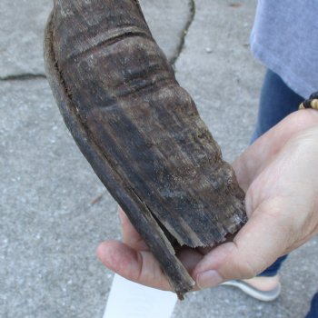 B-Grade Kudu horn for sale measuring 33 inches, for $40