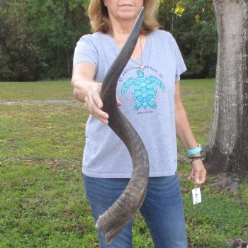 B-Grade Kudu horn for sale measuring 33 inches, for $40