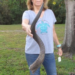 B-Grade Kudu horn f...