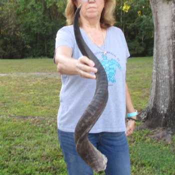 B-Grade Kudu horn for sale measuring 33 inches, for $40