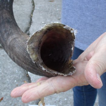 B-Grade Kudu horn for sale measuring 33 inches, for $40