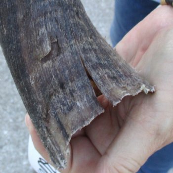 B-Grade Kudu horn for sale measuring 33 inches, for $40