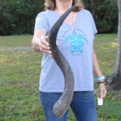 B-Grade Kudu horn f...