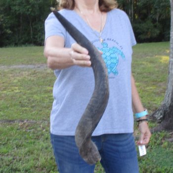 B-Grade Kudu horn for sale measuring 30 inches, for $40