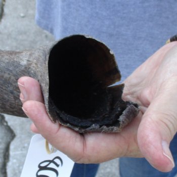 B-Grade Kudu horn for sale measuring 30 inches, for $40