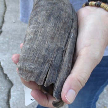 B-Grade Kudu horn for sale measuring 30 inches, for $40