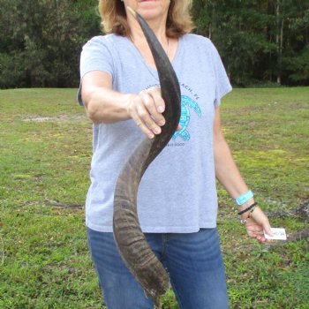 B-Grade Kudu horn for sale measuring 31 inches, for $40