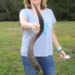B-Grade Kudu horn f...