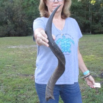 B-Grade Kudu horn for sale measuring 31 inches, for $40