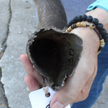 B-Grade Kudu horn for sale measuring 31 inches, for $40