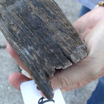 B-Grade Kudu horn for sale measuring 31 inches, for $40