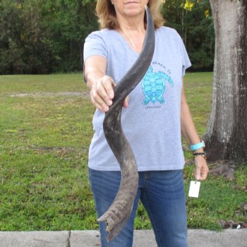 B-Grade Kudu horn for sale measuring 33 inches, for $40