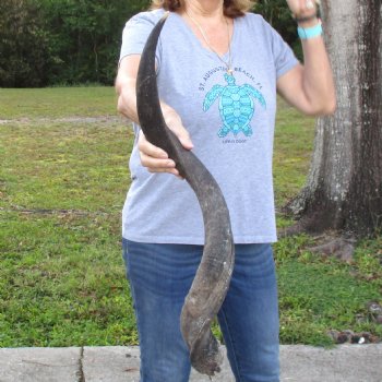 B-Grade Kudu horn for sale measuring 33 inches, for $40