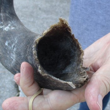 B-Grade Kudu horn for sale measuring 33 inches, for $40