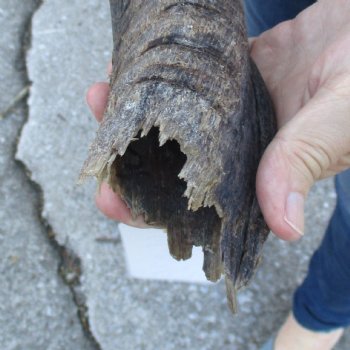 B-Grade Kudu horn for sale measuring 33 inches, for $40