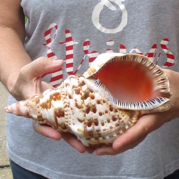 Caribbean Triton seashell 9 inches long for $29