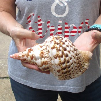 Caribbean Triton seashell 9 inches long for $29