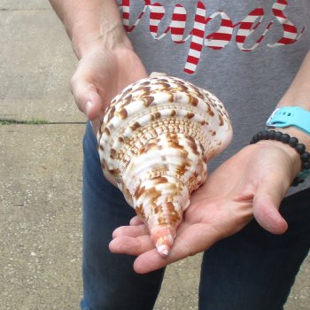 Caribbean Triton seashell 9 inches long for $29