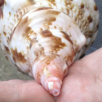 Caribbean Triton seashell 9 inches long for $29