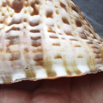 Caribbean Triton seashell 9 inches long for $29