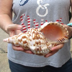 Triton Trumpet Shell | Triton Seashells | Hand Picked