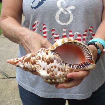 Caribbean Triton seashell 9 inches long for $29