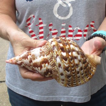 Caribbean Triton seashell 9 inches long for $29
