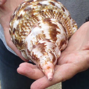 Caribbean Triton seashell 9 inches long for $29