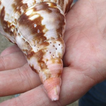 Caribbean Triton seashell 9 inches long for $29